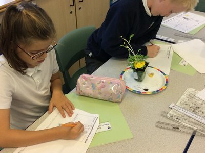 Image of Investigating the conditions a plant needs to grow.